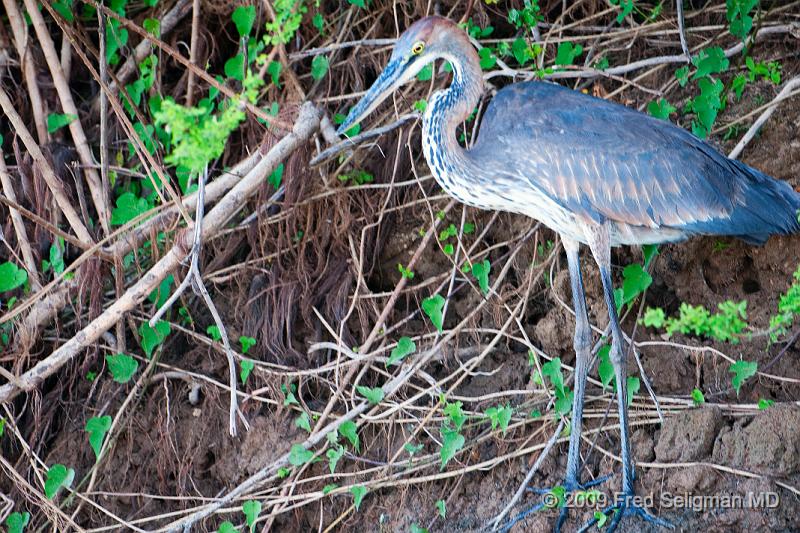 20090608_171708 D300 X1.jpg - Please e-mail me if you know the names of any of these birds